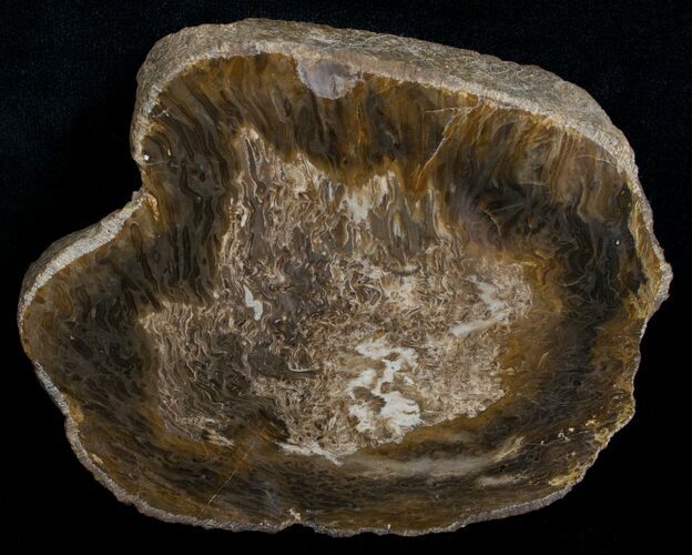 Osmunda Petrified Wood Slice With Heart - #6294